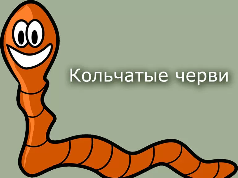 Кольчатые черви