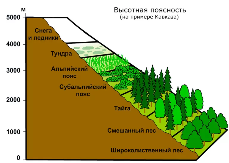 Определение высотной поясности и ее отличие от горизонтального зонирования