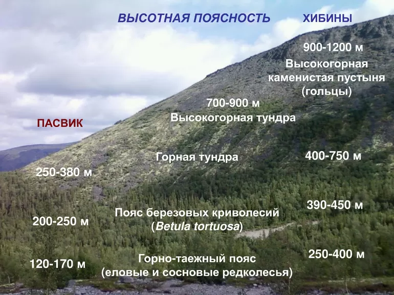 Определите местоположение горной системы. Высотная поясность Хибин. Высотная поясность горы Хибины. Высотная поясность Кавказа. Высотная поясность срединного хребта.