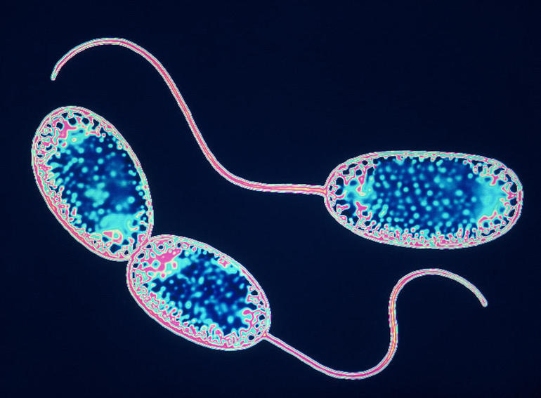 Бактерии из рода Nitobacter 