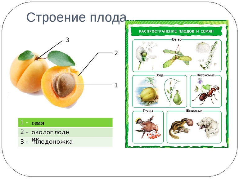 Схема строения плода