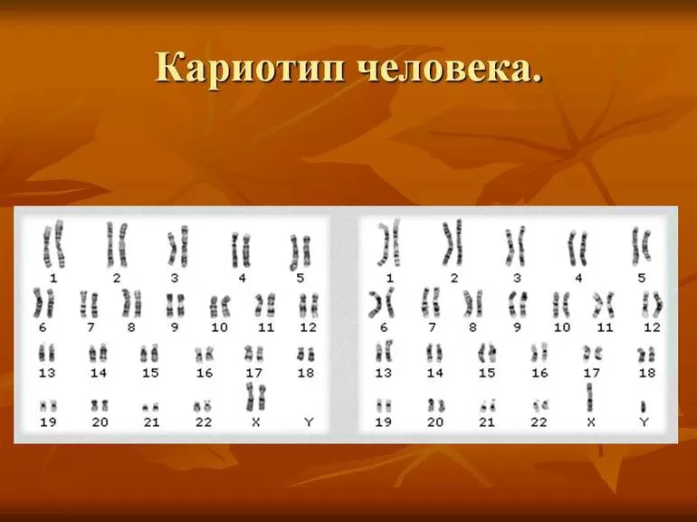 Составление кариотипа человека с помощью цитогенетического анализа