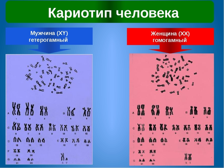 Определение и расшифровка генных мутаций и аберраций в хромосомном наборе