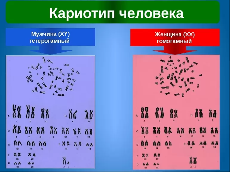 Определение и расшифровка генных мутаций и аберраций в хромосомном наборе