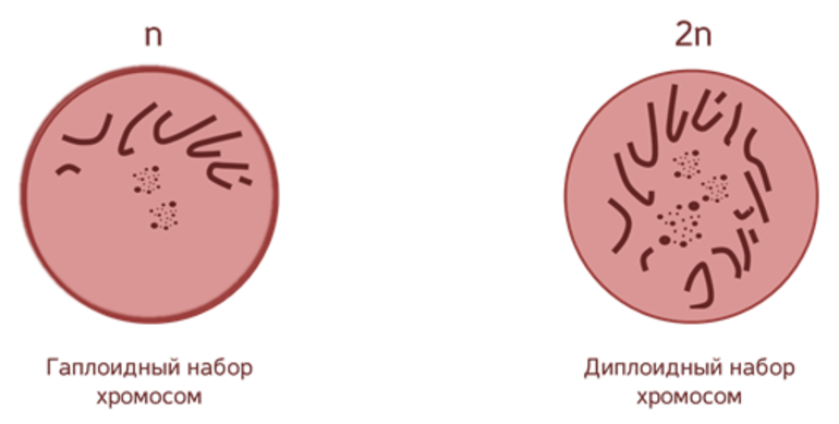 Гаплоидные и диплоидные клетки