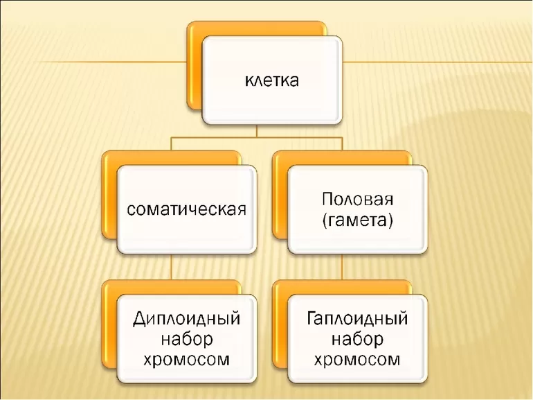 Понятие кариотипа человека