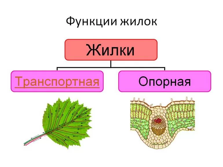 Механическая и транспортная функции жилок