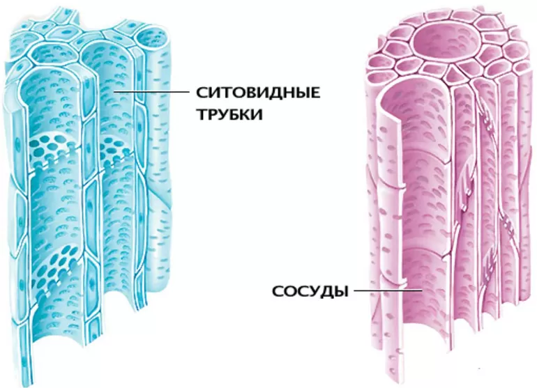 Строение жилок листа