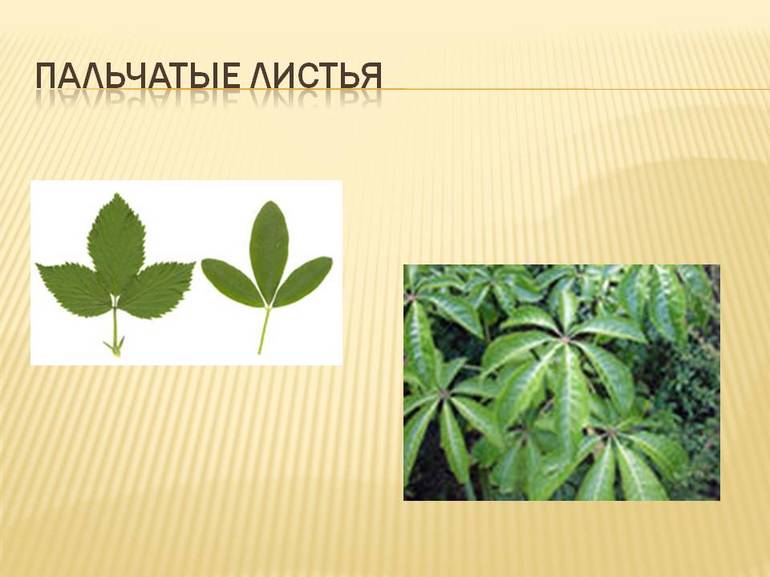 Примеры растений и жилкование листа