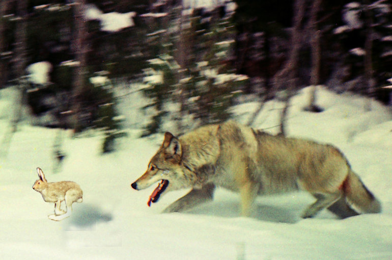 На зайца охотится волк