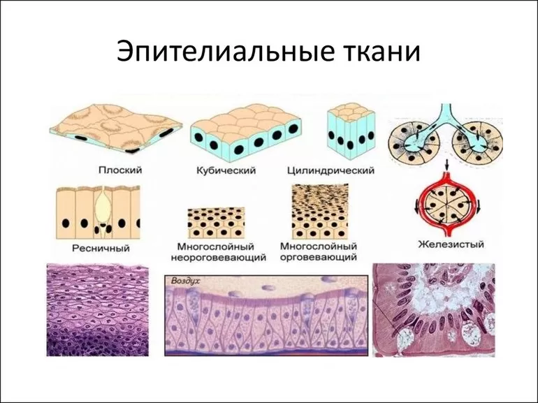 Железистый эпителий виды