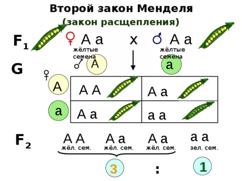 Второй закон менделя формулировка