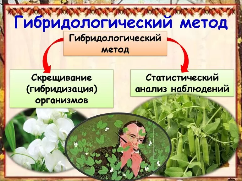 Законы генетики