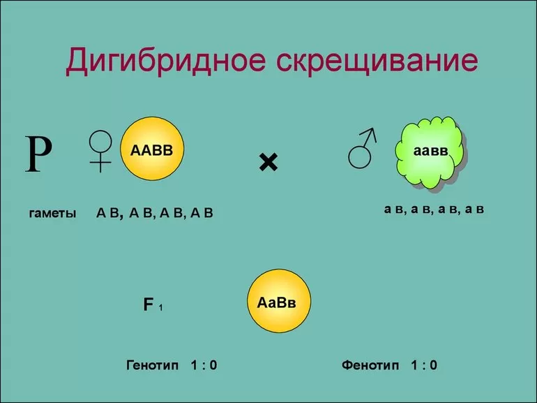 Основные понятия наследственности и изменчивости