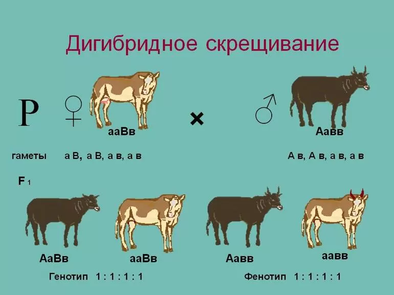 Схема дигибридного скрещивания