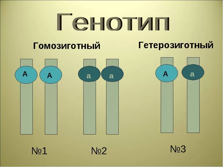 Принципы наследования альтернативных признаков в законах Грегора Менделя