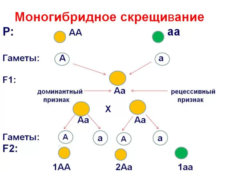 Схема дигибридного скрещивания
