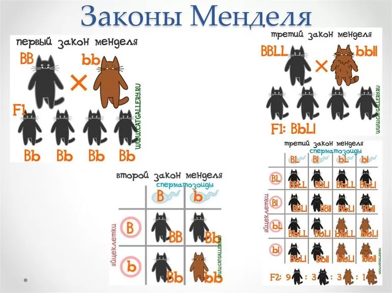 Гибридологический анализ