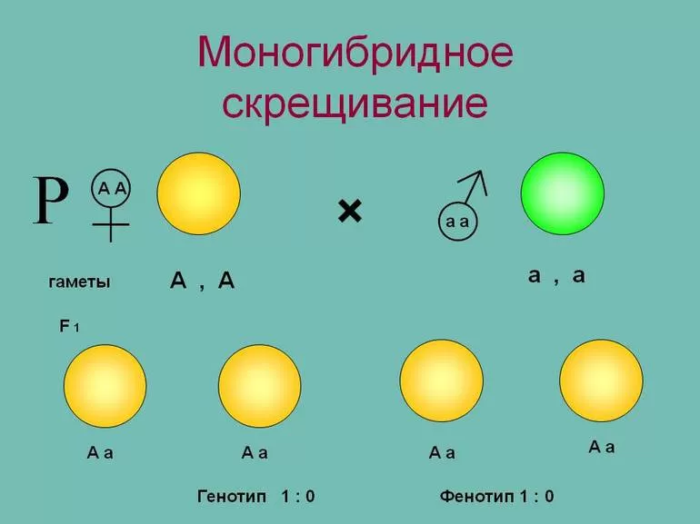 Законы Менделя