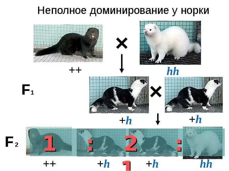 Моногибридный метод