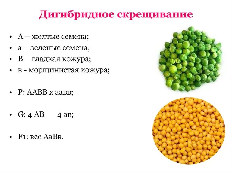 Дигибридное скрещивание