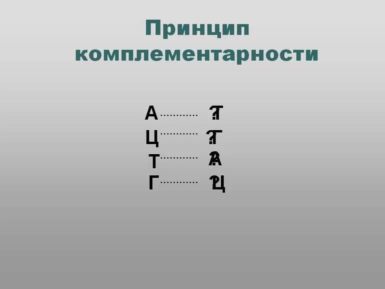 Суть принципа комплементарности и его роль в биологии