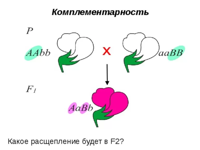 Состав и описание главных компонентов