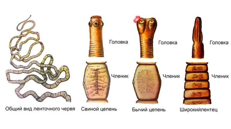 Плоские черви