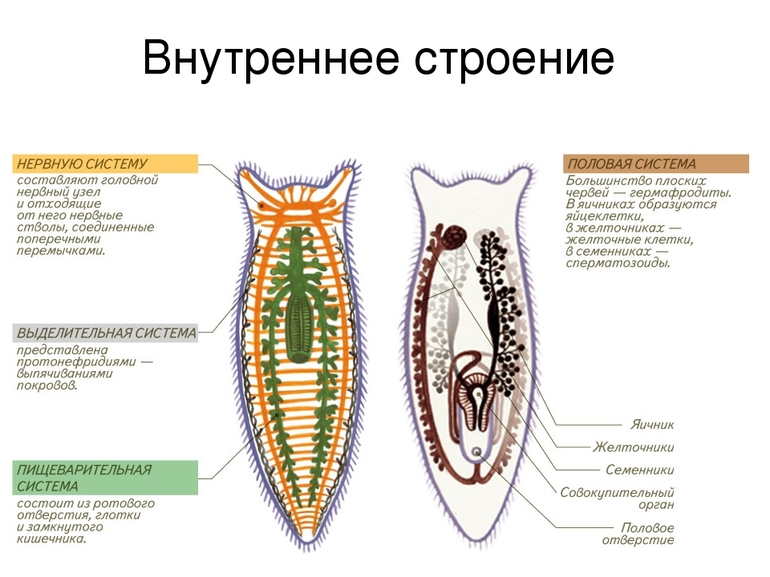 Пищеварительная система плоских червей 