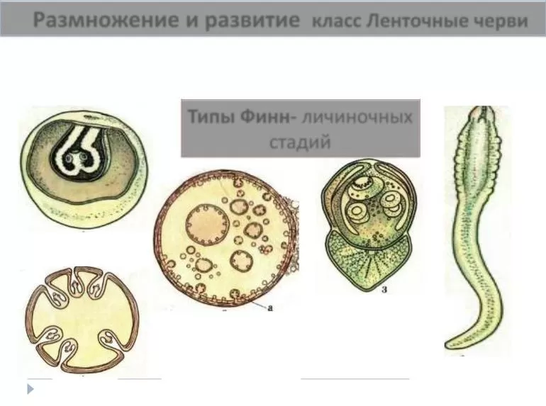Плоские черви размножение