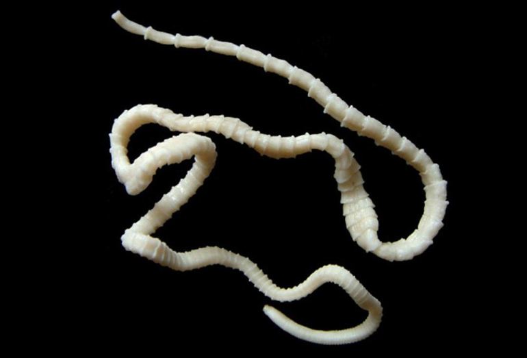 Плоские черви в жизни человека