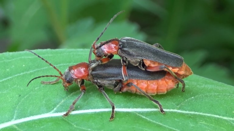 Насекомые жуки фото и названия для детей
