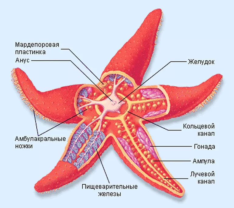 Характеристика и физиология