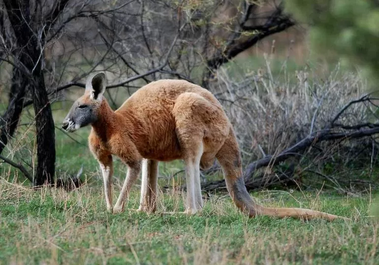 Красный или рыжий кенгуру (Macropus rufus)