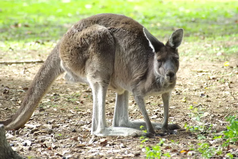 Западный серый (Macropus fuliginosus)