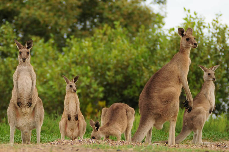 Группы кенгуру называются мобами,