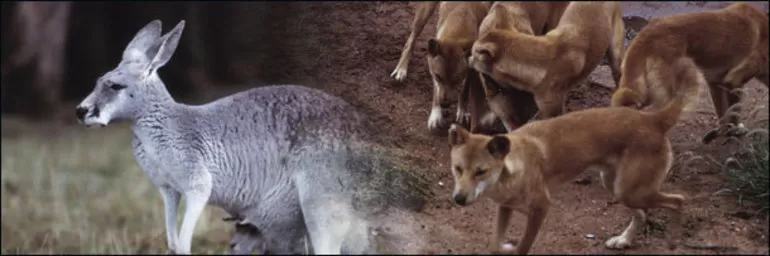 Естественные враги кенгуру