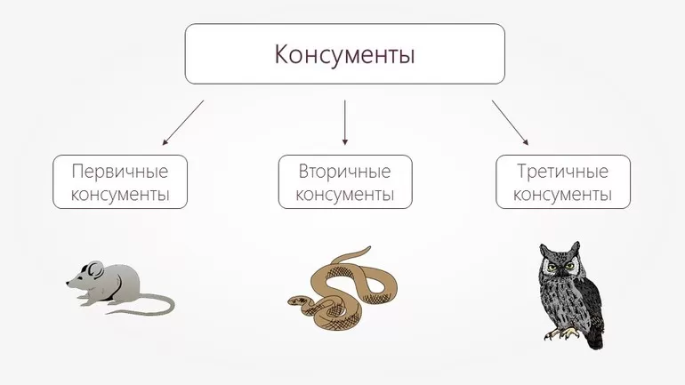 Консументы