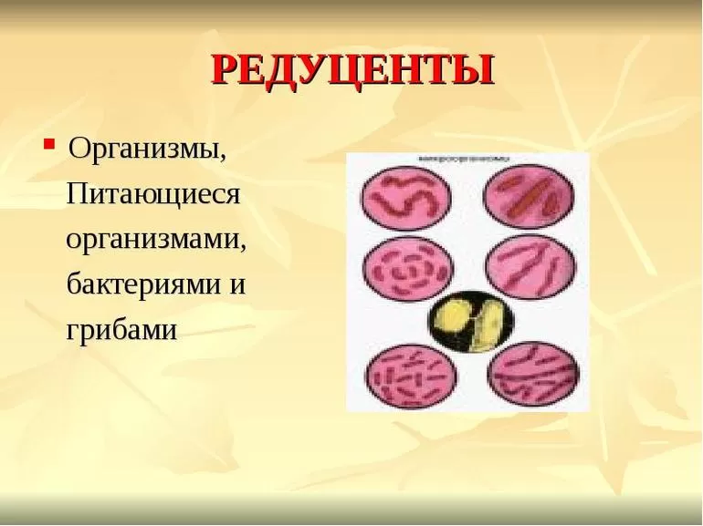 Редуценты