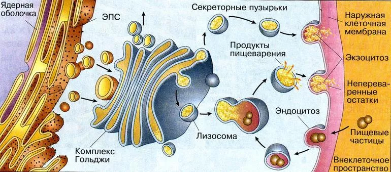Основные функции комплекса Гольджи