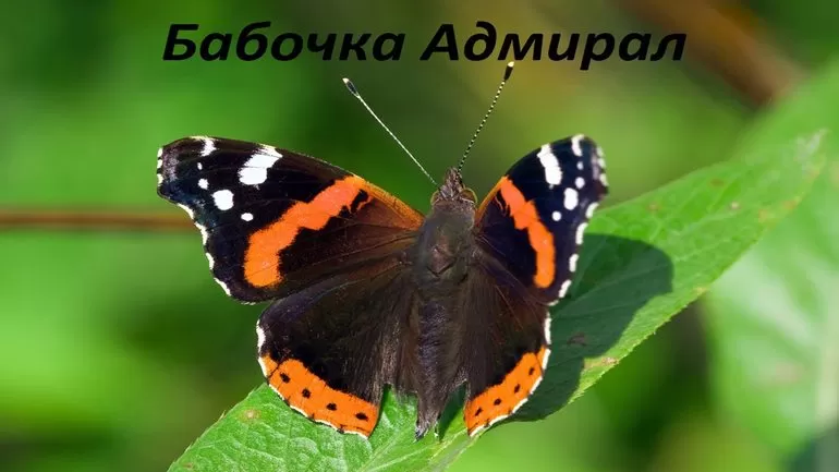 Характеристики внешнего вида и окраса бабочки Адмирал