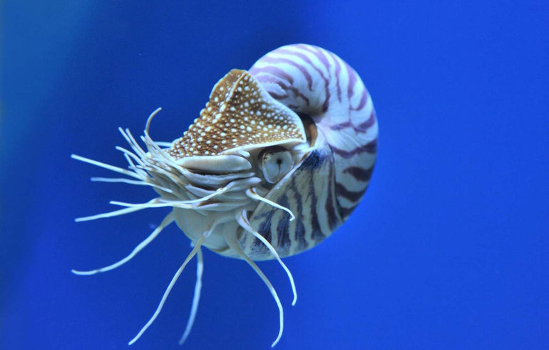 Головоногие моллюски интересные факты 