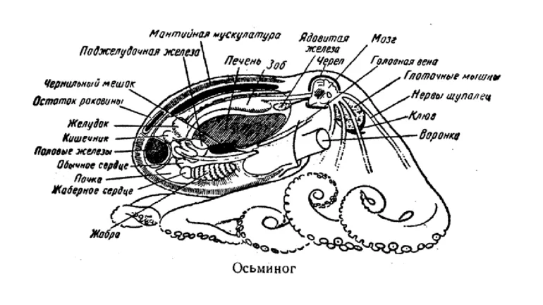 Строение головоногих моллюсков