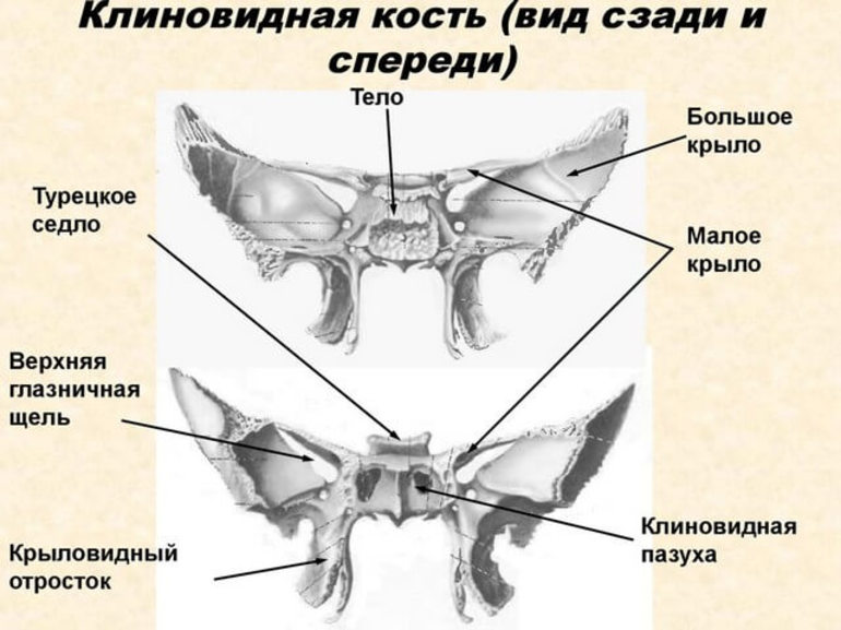 Клиновидная кость черепа