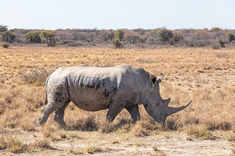 Образ жизни белого носорога
