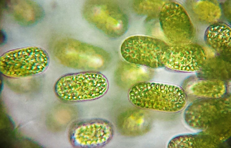 Что такое цианобактерии в биологии