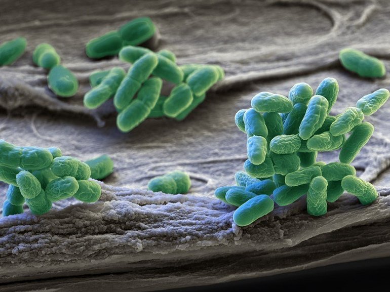  представители цианобактерий