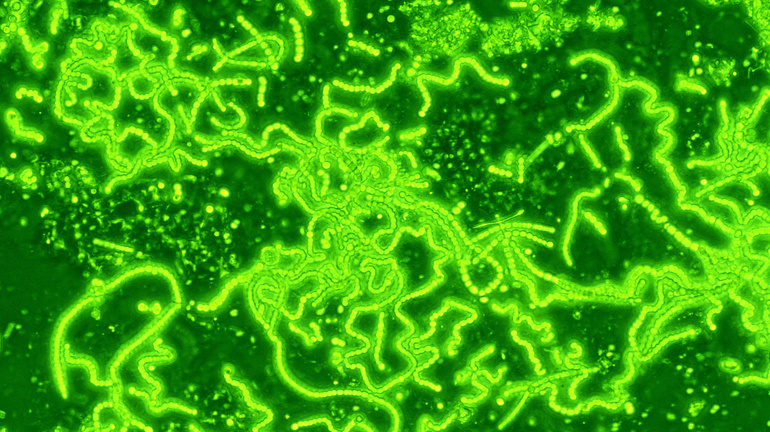  цианобактерии водоросли зеленые
