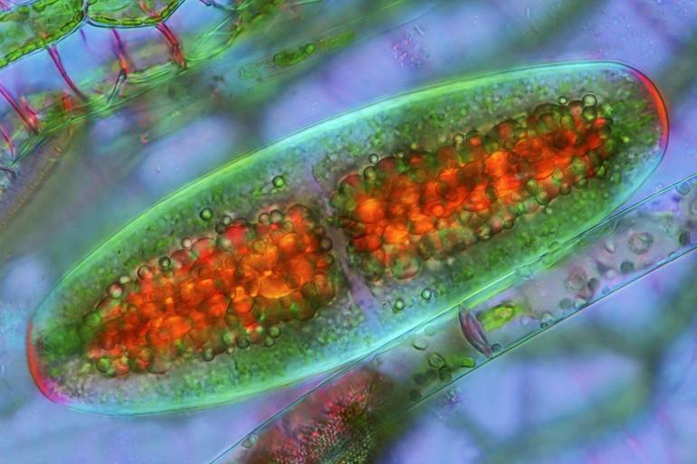 Что такое цианобактерии в биологии определение