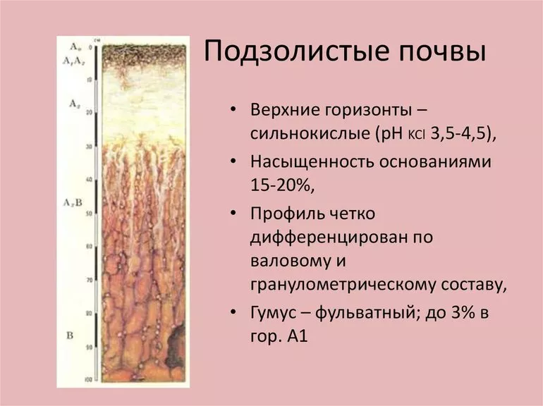 Характеристика подзолистых почв